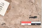 Foto (Detailansicht) von Dryandra sp. (NHMW-GEO-2024-0188-11468)